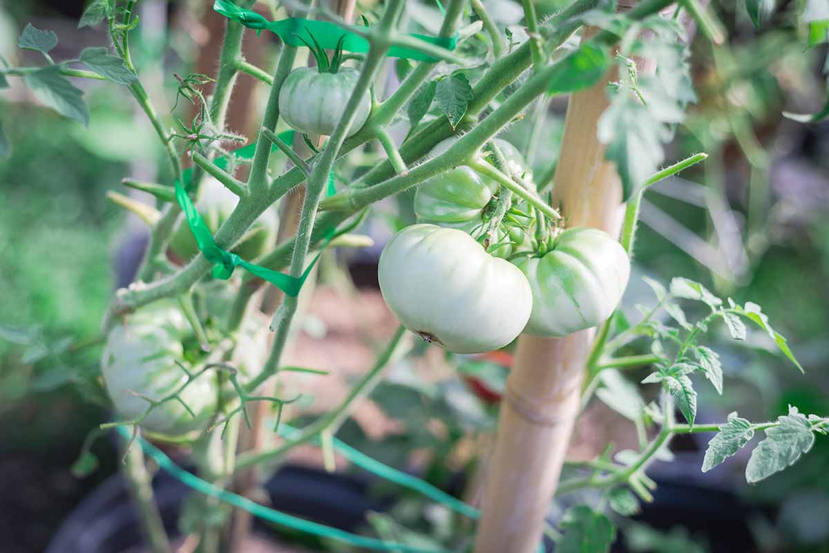 A close up horizontal image of whitish-green tomatoes growing on the vine in the home garden, pictured on a soft focus background.