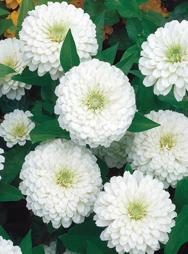 A close up of 'White Wedding' zinnia flowers with foliage in soft focus in the background.