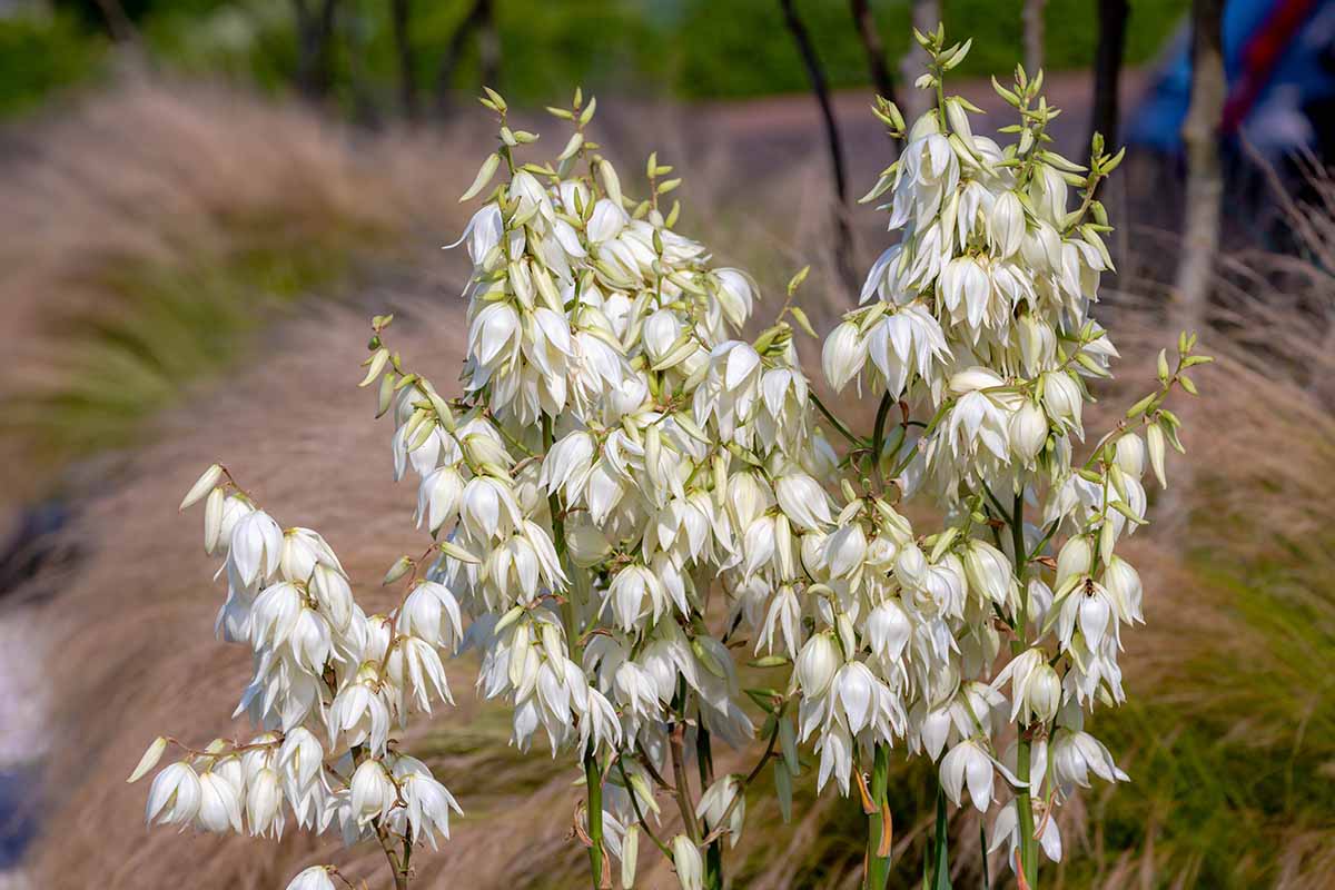 A close up of the creamy white flowers of Yucca filamentosa growing in the garden pictured on a soft focus background.