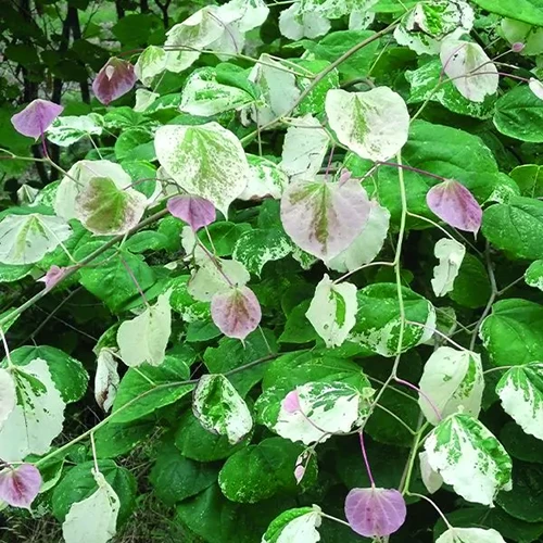 A square image of the green and cream variegated foliage of 'Whitewater' redbud tree in the garden.