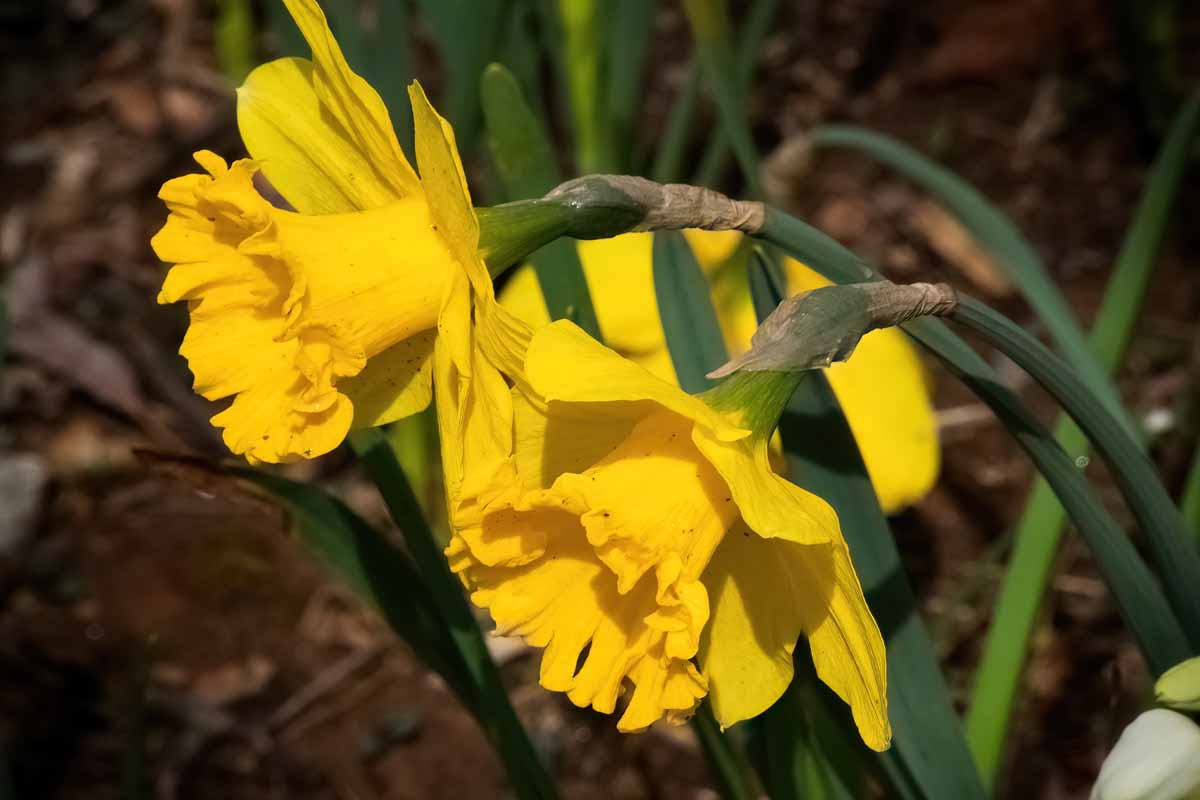 A close up horizontal image of bright yellow daffodils growing in the garden pictured in light sunshine on a soft focus background.
