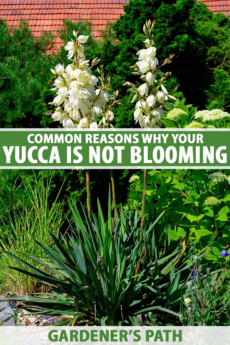 A vertical image of yucca plants in full bloom growing in a garden border with a residence in the background. To the center and bottom of the frame is green and white printed text.