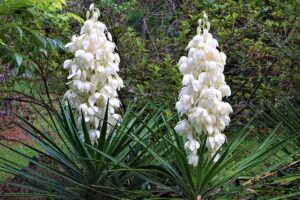 A close up horizontal image of two yucca plants in full bloom with long stems of creamy white flowers.