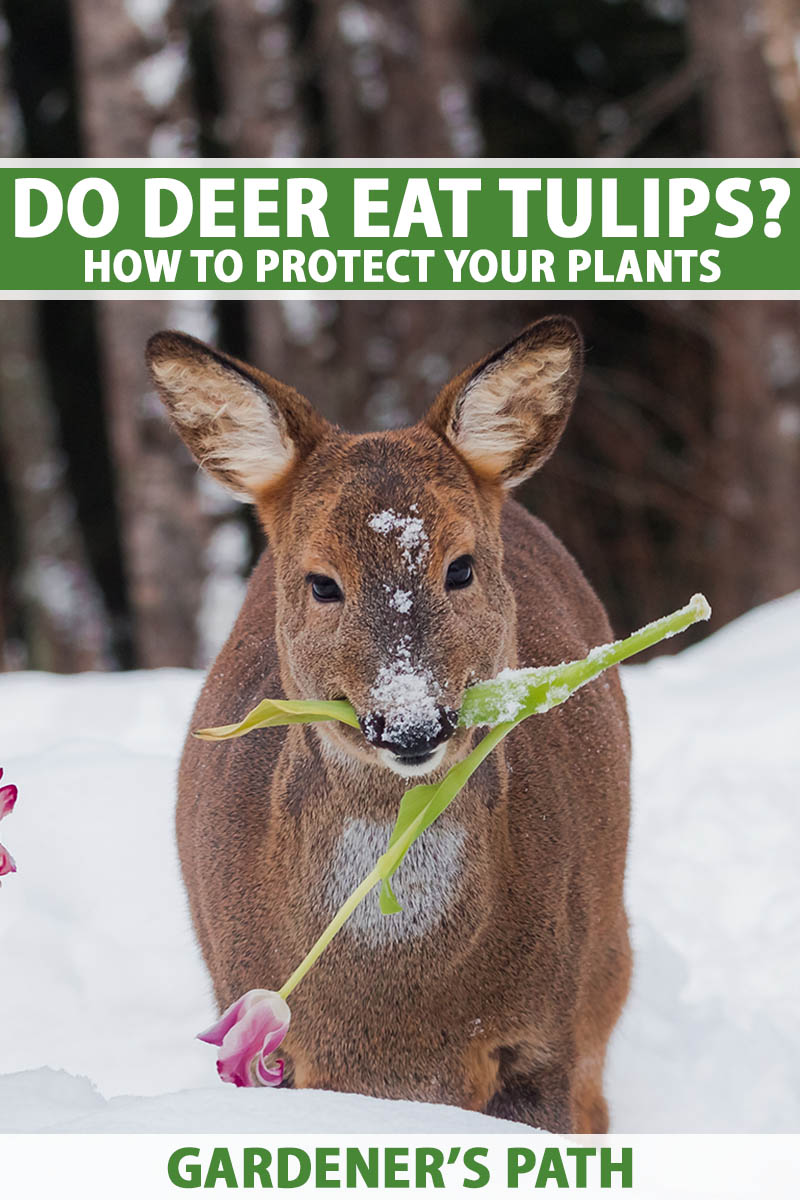 A close up vertical image of a deer in the snow eating a tulip flower with a wooded area in soft focus in the background. To the top and bottom of the frame is green and white printed text.