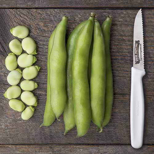 A close up square image of pods and shelled 'Windsor' fava beans set on a wooden surface with a knife.
