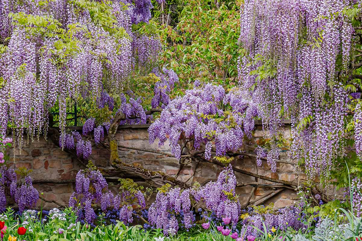 A horizontal image of wisteria growing in the garden cascading over a stone wall.