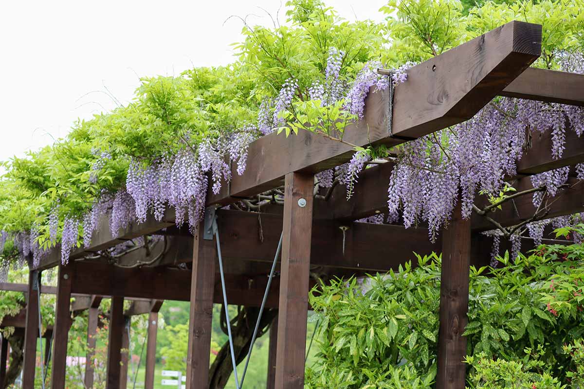 A horizontal image of purple wisteria flowers festooning a wooden pergola in the garden.