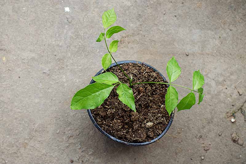 A close up horizontal image of a seedling growing in a black plastic pot set on a concrete surface.