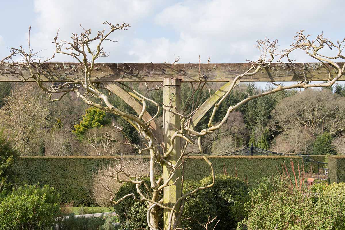 A horizontal image of an espaliered wisteria vine during the dormant season.