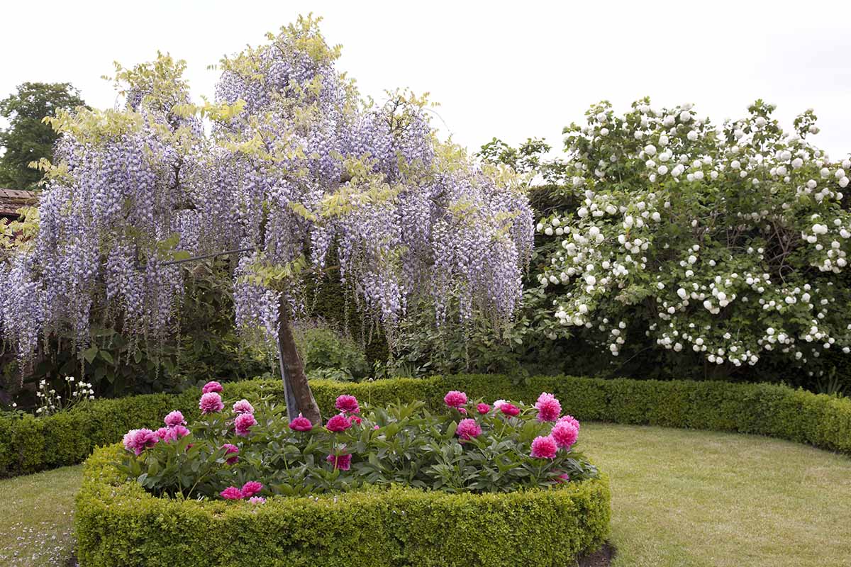 A horizontal image of a formal garden with neat low hedges, bright pink flowers, and a large wisteria tree in the center.