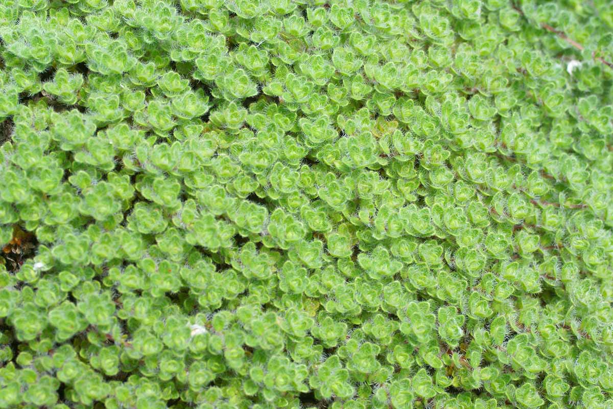 A close up horizontal image of Thymus praecox subsp. britannicus, growing as a ground cover in the garden.
