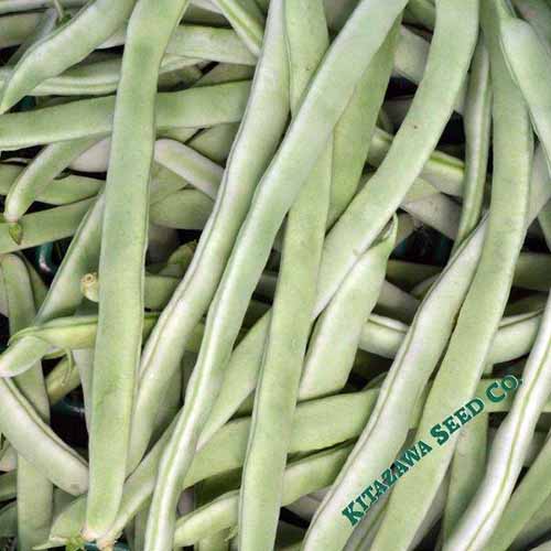 A close up square image of 'Yellow Bai Bu Lao' beans in a pile. To the bottom right of the frame is green text.