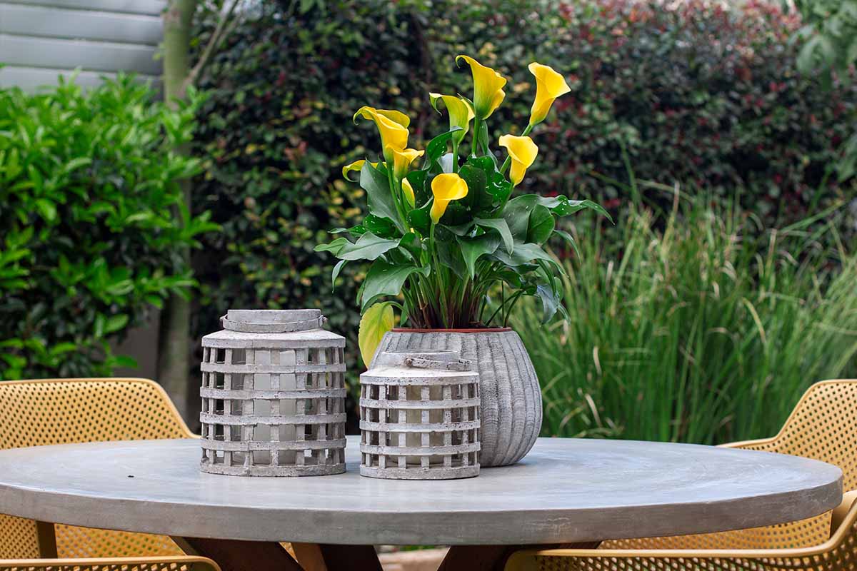 A horizontal image of yellow Zantedeschia growing in a cement pot set on an outdoor table with shrubs in soft focus in the background.
