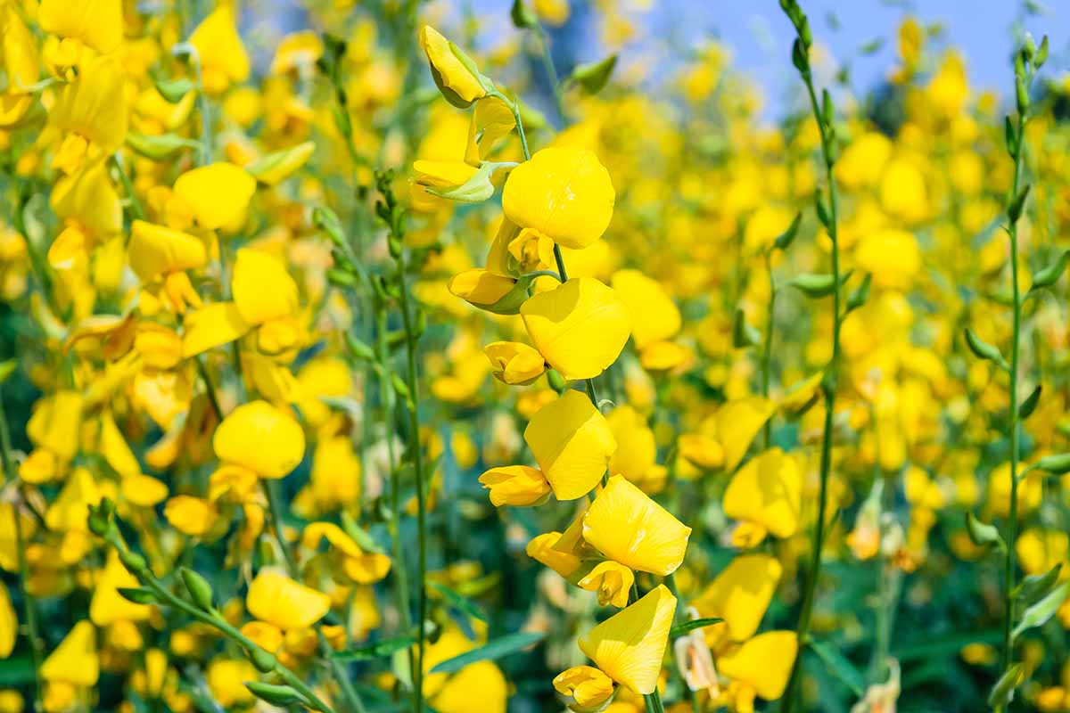 A close up horizontal image of the yellow flowers of Crotalaria juncea growing in bright sunshine.