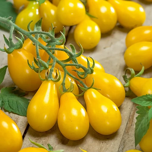 A close up of the 'Yellow Pear' variety of cherry tomato, freshly harvested and set on a wooden surface.