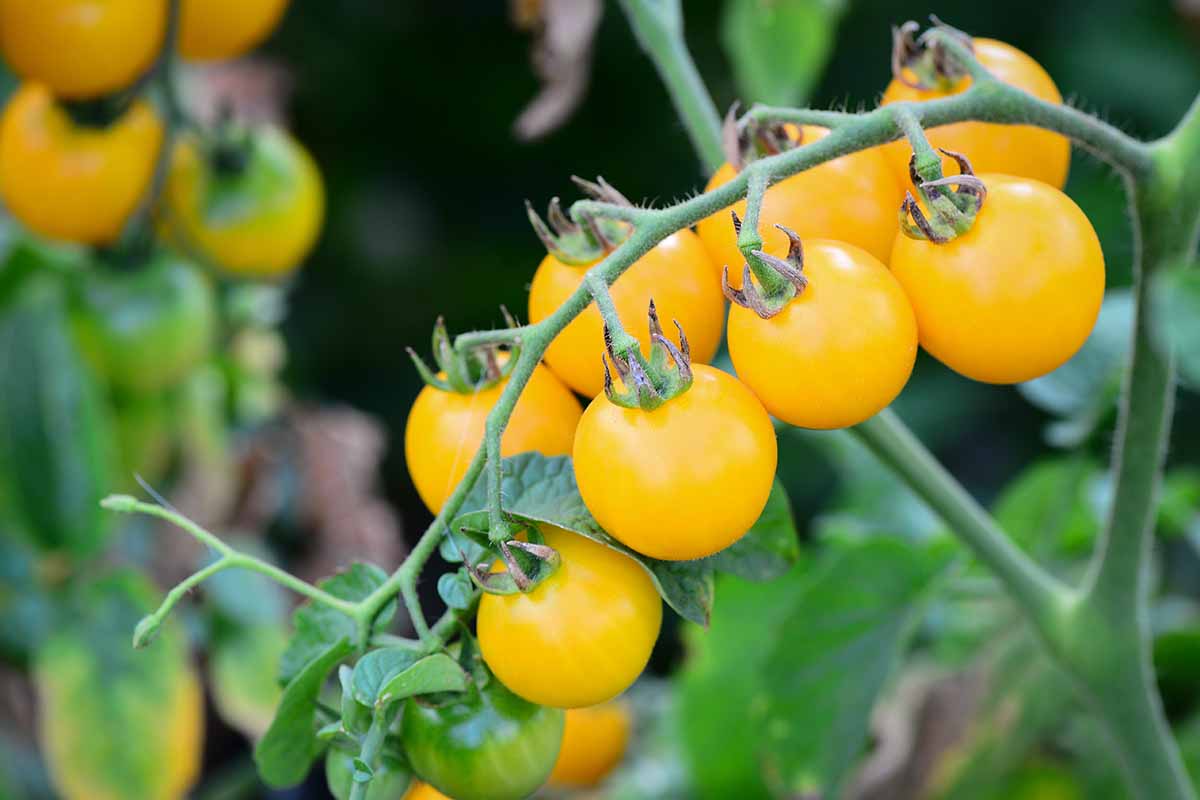 A close up horizontal image of small yellow cherry tomatoes growing on the vine in the garden, pictured on a soft focus background.