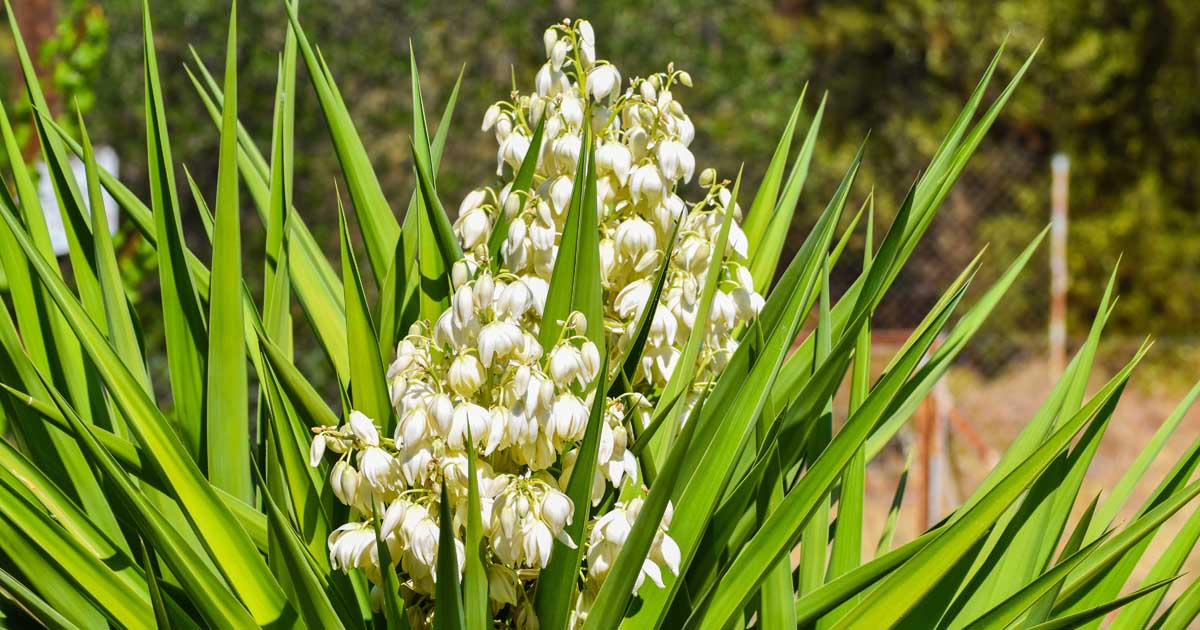 Yucca Growing Guides, Tips, and Information | Gardener's Path