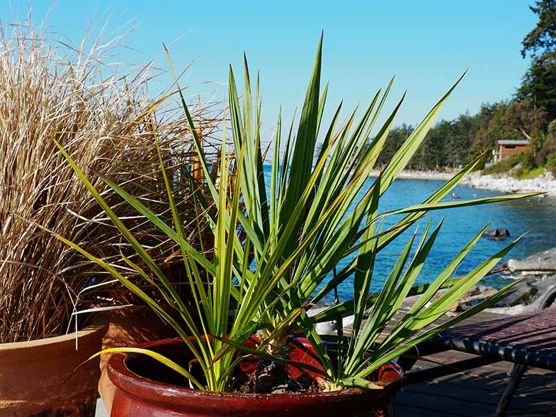A horizontal image of a yucca plant growing in a red ceramic pot set outdoors on a deck overlooking the ocean.