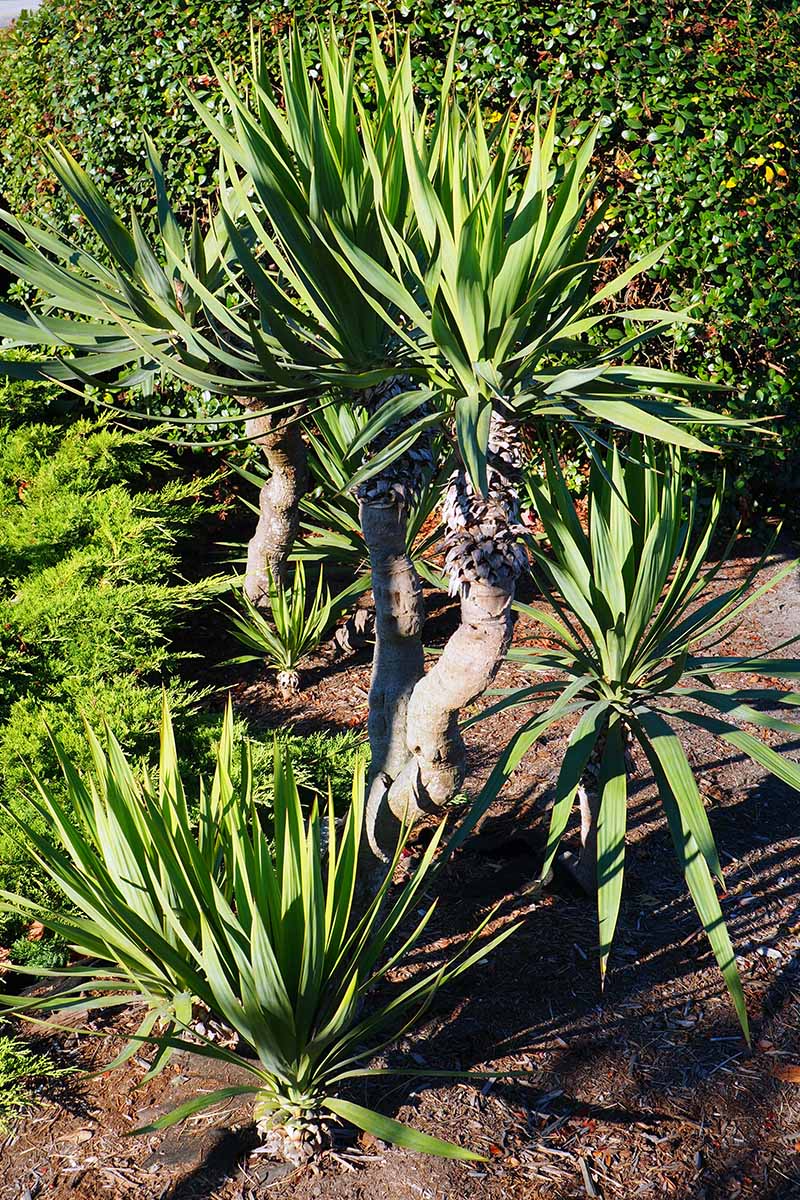 A vertical image of yuccas growing in the garden pictured in bright sunshine.
