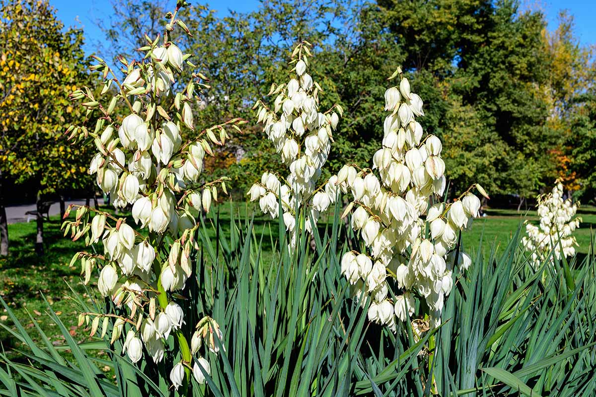 A horizontal image of the delicate white flowers of Yucca filamentosa growing in the garden pictured in bright sunshine.