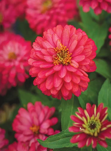 A close up of Zahara 'Double Salmon' zinnia flowers fading to soft focus in the background.