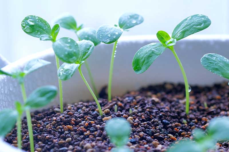 A close up horizontal image of seedlings in a white container with droplets of water on the leaves.