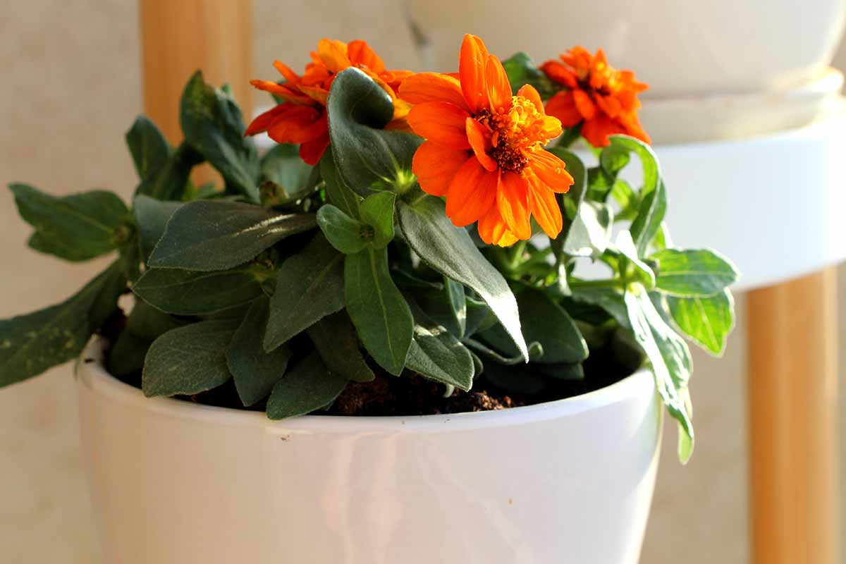 A close up horizontal image of orange zinnias growing in a white ceramic pot pictured on a soft focus background.