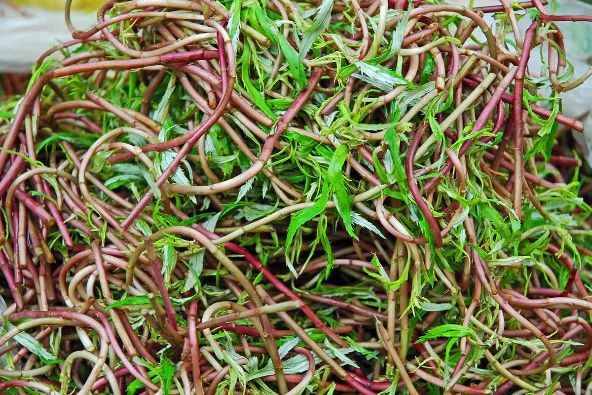 A close up horizontal image of saltwort aka agretti stems.