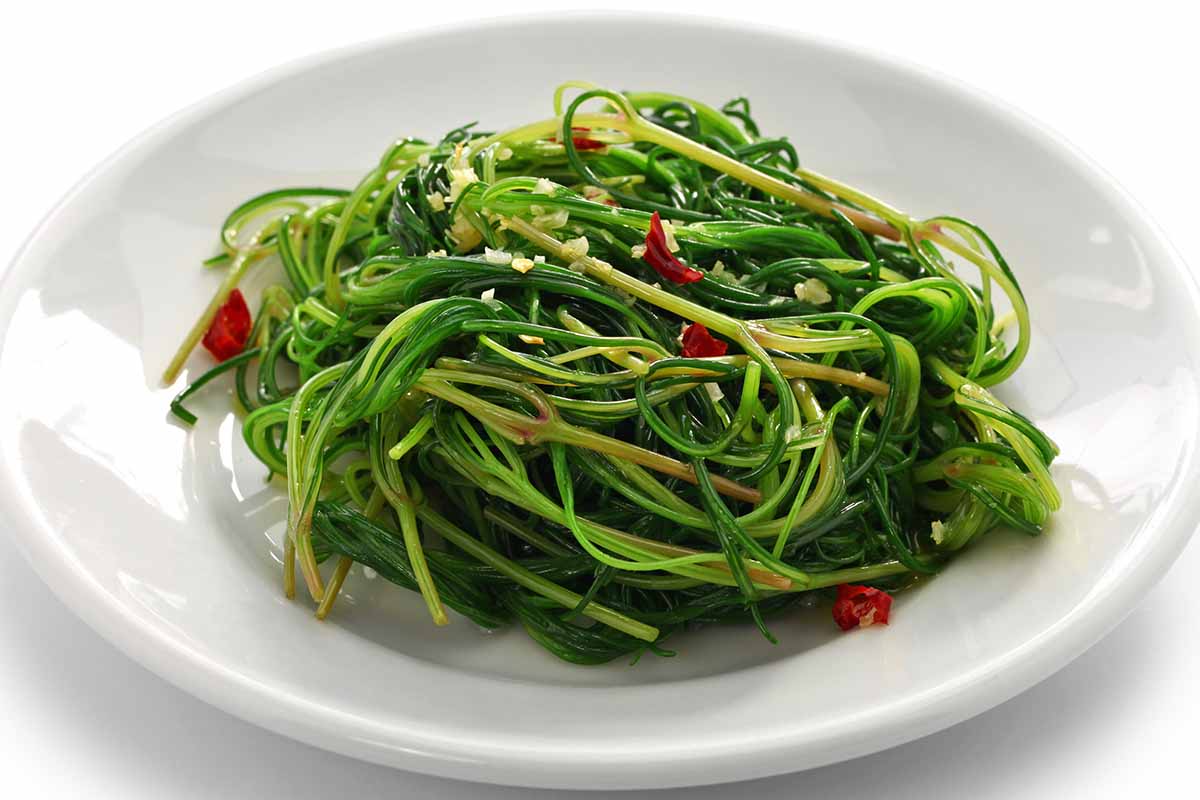 A close up horizontal image of a freshly prepared bowl of fried agretti isolated on a white background.