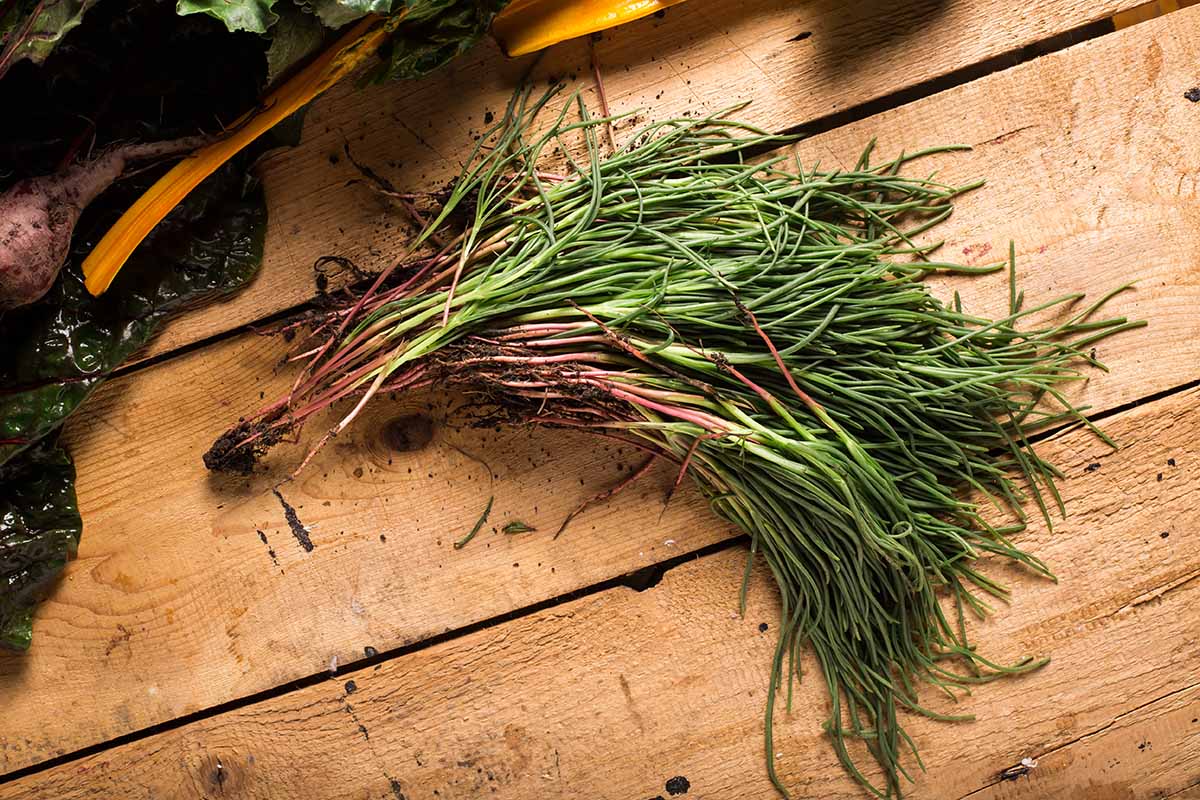 A close up horizontal image of a bunch of freshly harvested agretti (Salsola soda) stems set on a wooden surface.