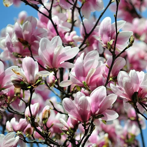 A square image of the white and pink flowers of 'Alexandrina' magnolia on a blue sky background.
