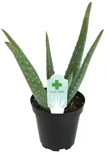 A close up square image of a small aloe plant in a black pot pictured on a white background.