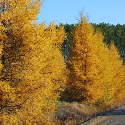 A square image of American larch trees lining a road, resplendent in fall colors.