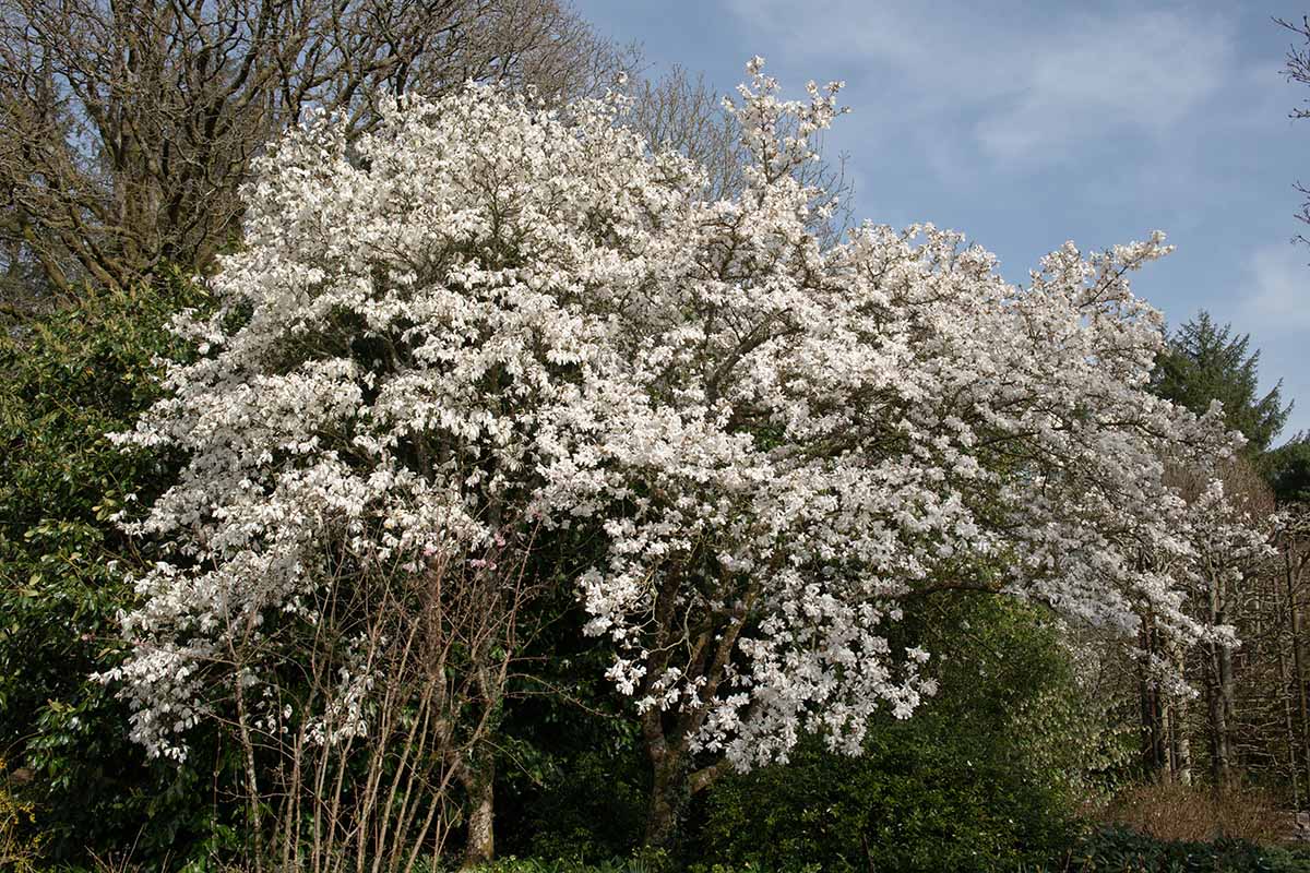 A horizontal image of a magnolia tree in full bloom with white flowers in the spring garden.