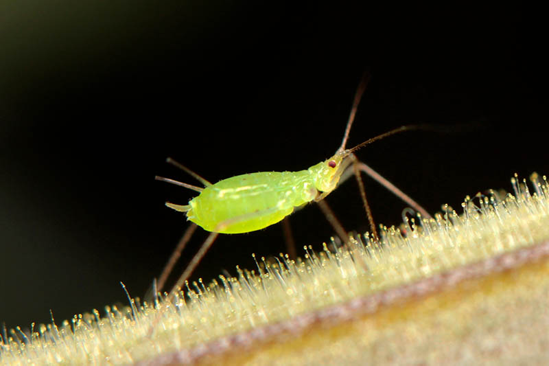 A close up horizontal image of an aphid on a branch, pictured on a dark background.