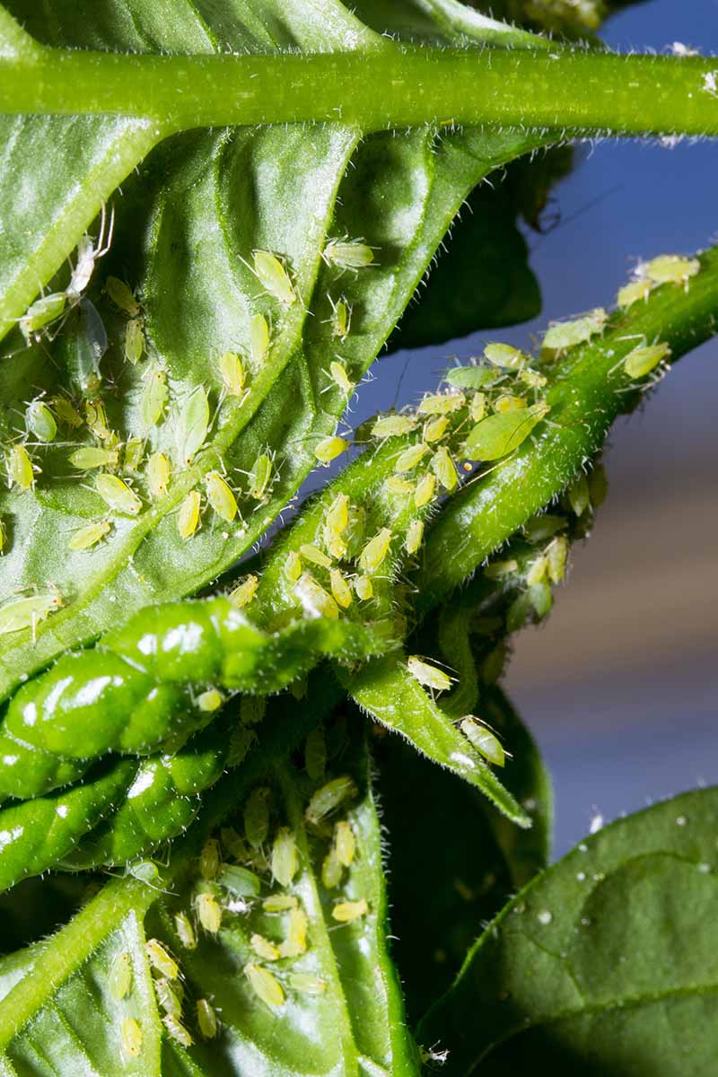 A close up vertical image of aphids infesting a hot pepper plant pictured on a soft focus background.