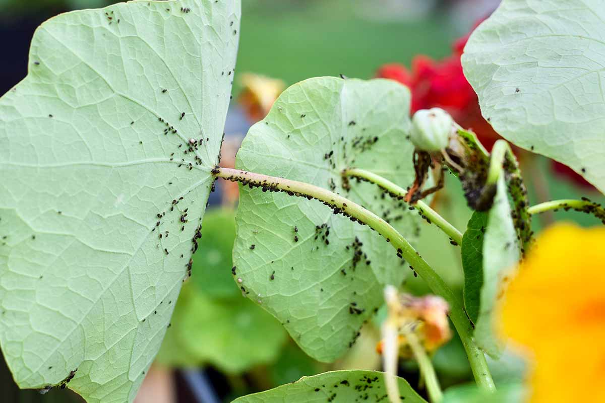 A close up horizontal image of aphids infesting a Tropaeolum plant in the garden.