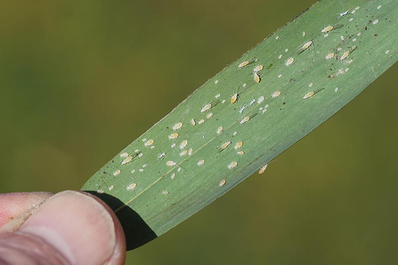 A close up horizontal image of aphids on a leaf pictured on a soft focus background.