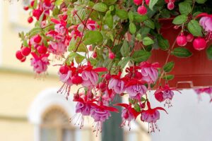 A close up horizontal image of red and pink fuchsia flowers spilling over the edge of a hanging pot, pictured on a soft focus background.