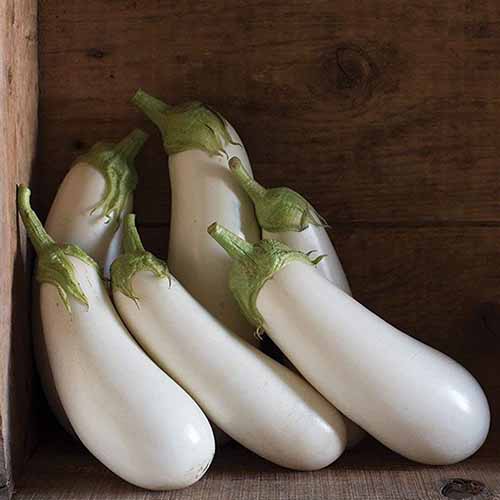 A close up square image of white 'Aretussa' eggplants set on a wooden surface.