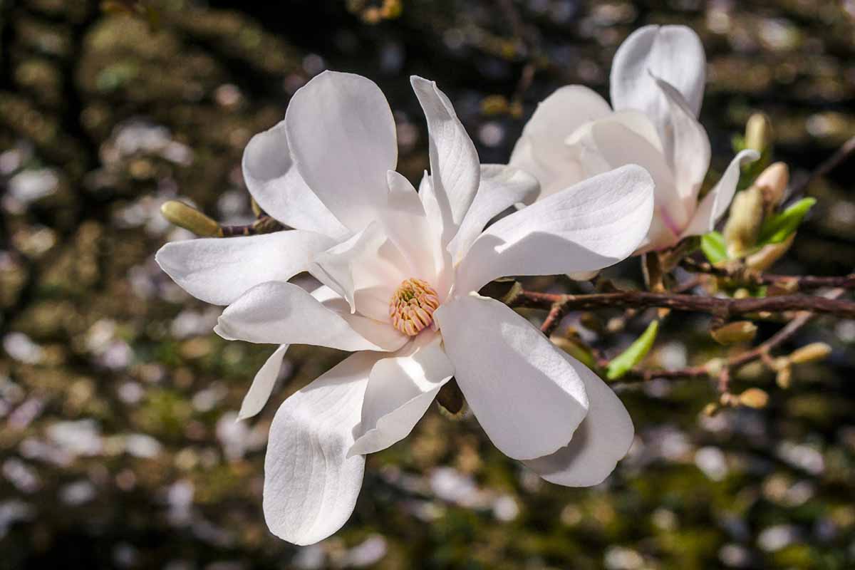 A horizontal image of white 'Ashes' magnolia flowers pictured on a soft focus background.