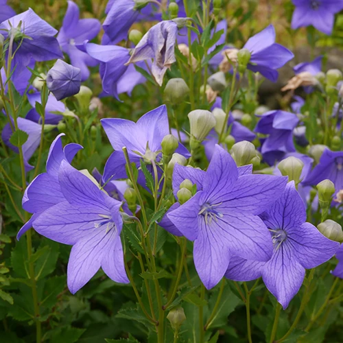 A square image of purple balloon flowers growing in the garden.