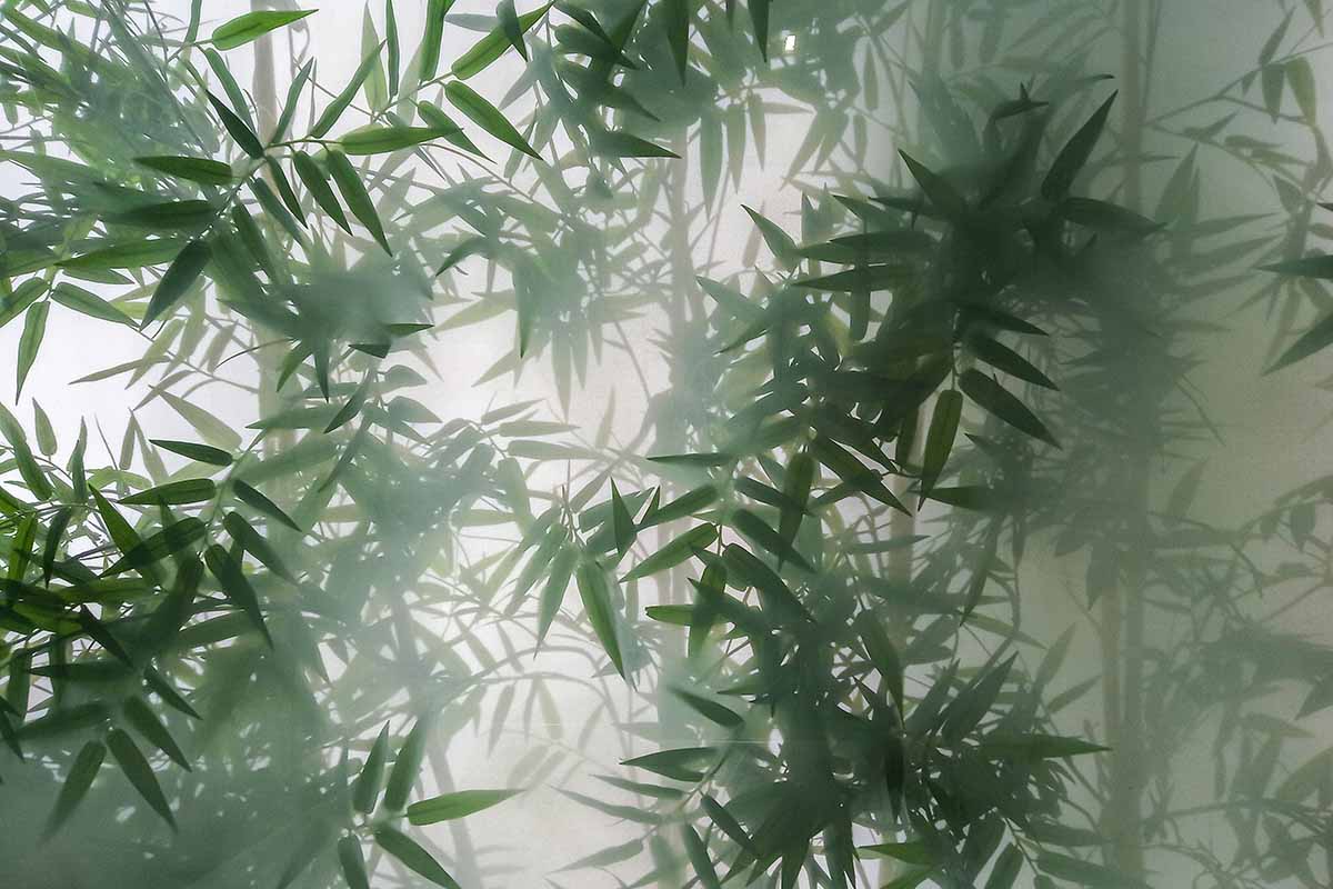 A close up horizontal image of a large bamboo plant growing indoors seen from behind frosted glass.