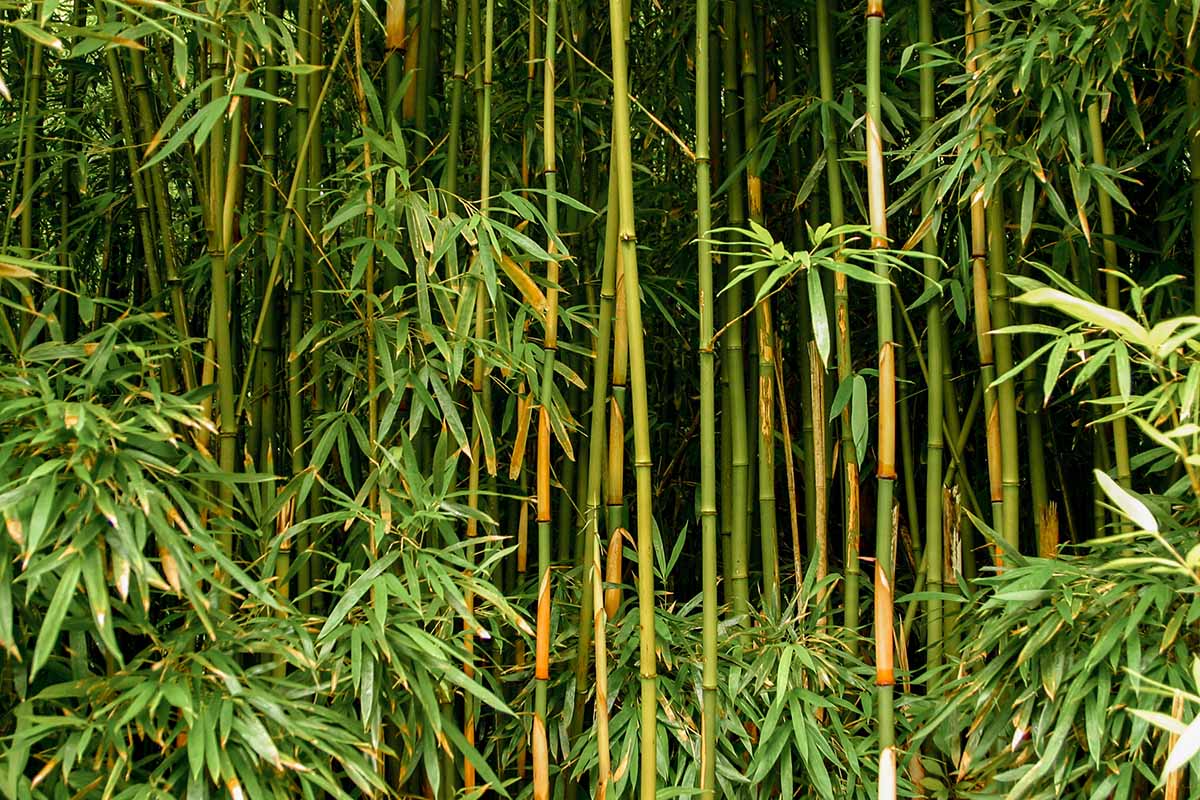 A horizontal image of a mature bamboo forest in Hawaii.