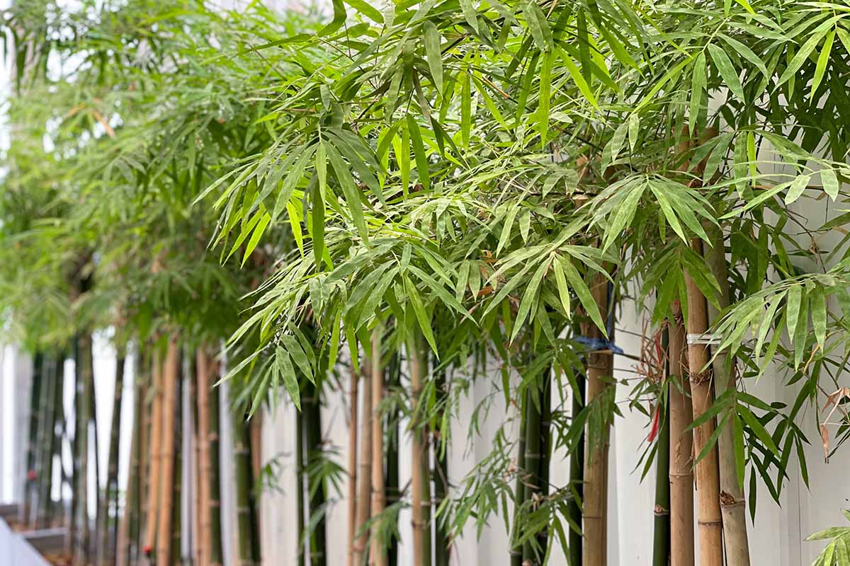 A horizontal image of bamboo growing in rectangular planters outside a residence.