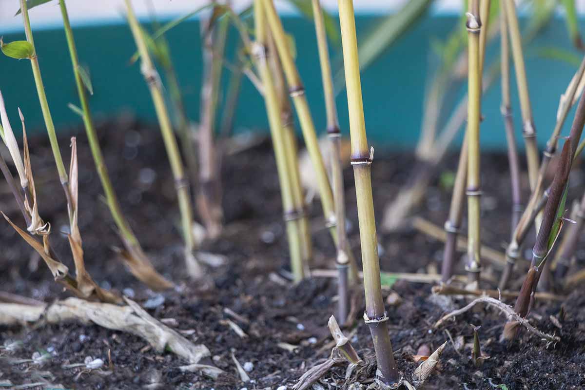 A close up horizontal image of young bamboo stems growing in a green pot.
