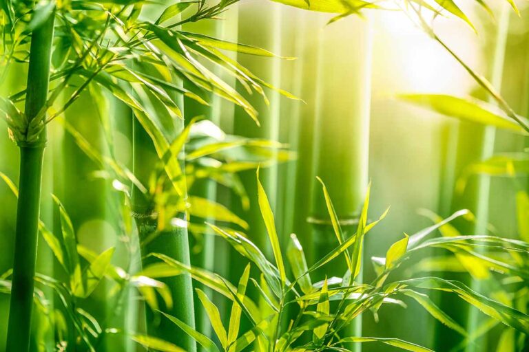 How To Grow And Care For Bamboo Plants Gardener s Path How To Grow And Care For Bamboo Plants Gardener s Path