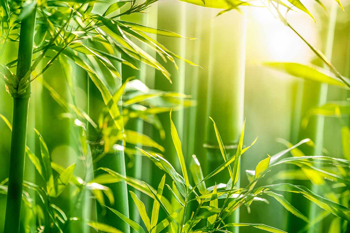 A close up horizontal image of bamboo growing in the garden pictured in evening sunshine.