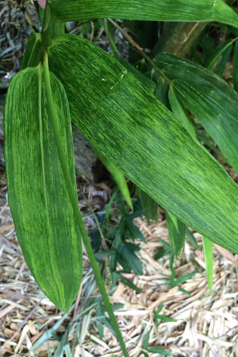 A close up vertical image of the symptoms of mosaic virus on foliage.