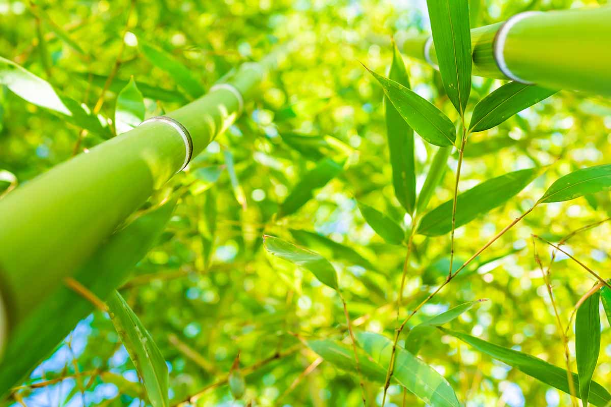 A close up horizontal image of bamboo pictured from below up to the canopy.